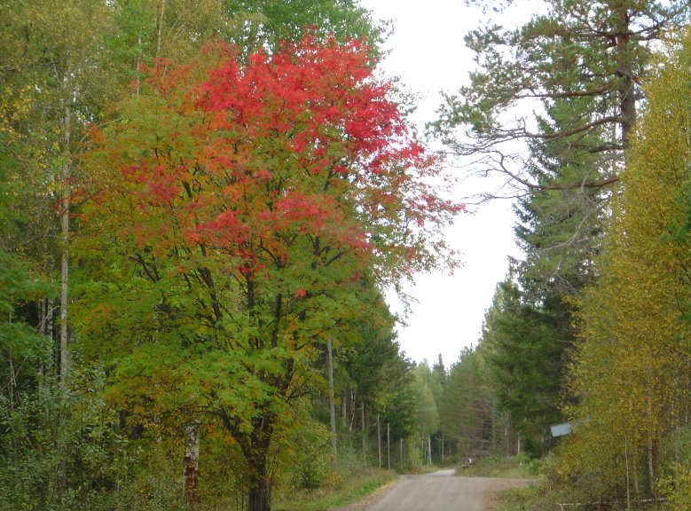 ronn-sept-08.jpg