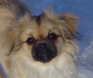 1-april-09-ava-portratt.jpg