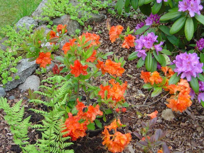 azalea-gibraltar.jpg