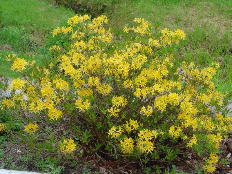 azalea-luteum.jpg
