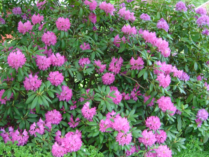 rhodendron-roseum-elegans.jpg
