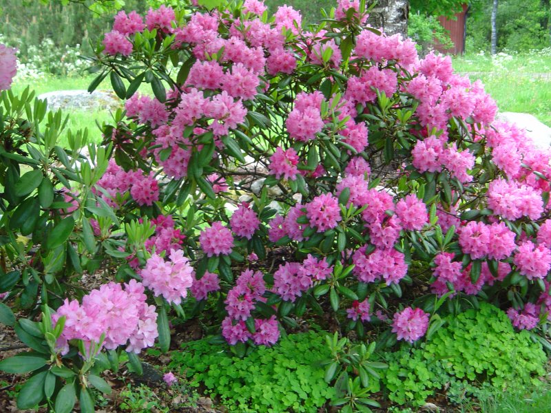 rhododendron-min-favorit.jpg
