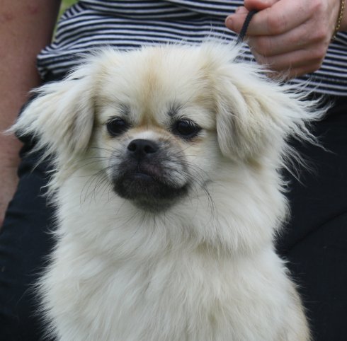 tanga-hed-portratt-av-celia.jpg