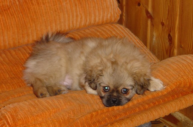 macho-i-fatoljen.jpg