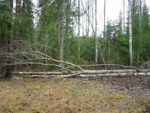 Bävergnag 2 överdel Bävergnag 2 överdel