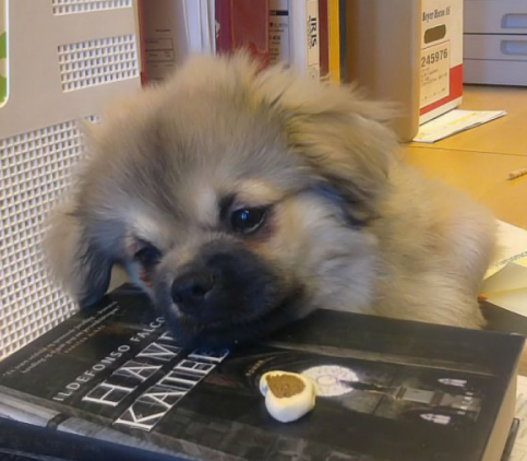 Milo vilar på bok Milo vilar på bok