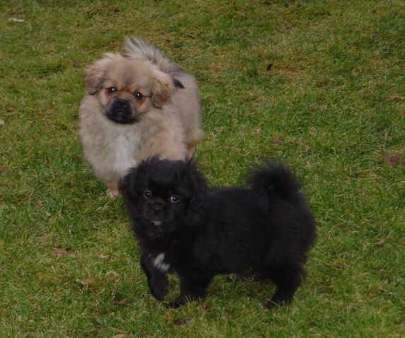 Riv. Macho med Dosse Riv. Macho med Dosse