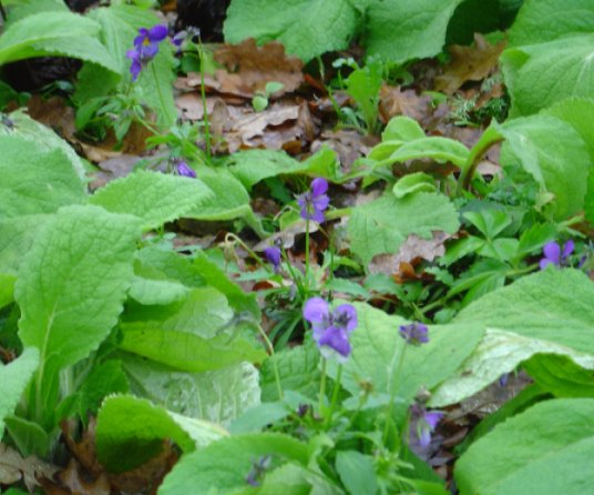 Styvmorsviol 15 nov -09