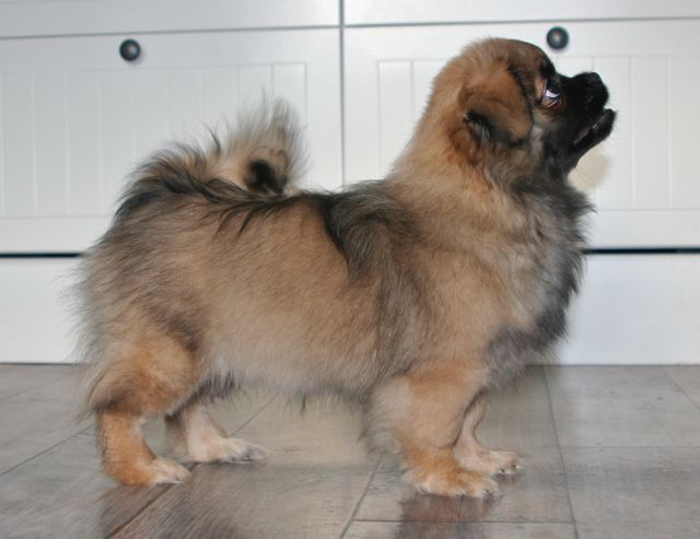 Ronja 4 mån Ronja 4 mån