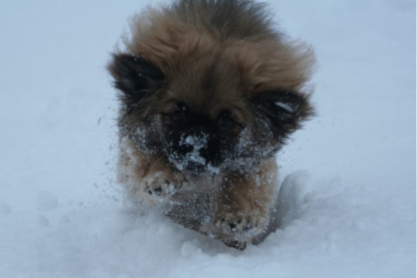 Ronja i snö 2 Ronja i snö 2