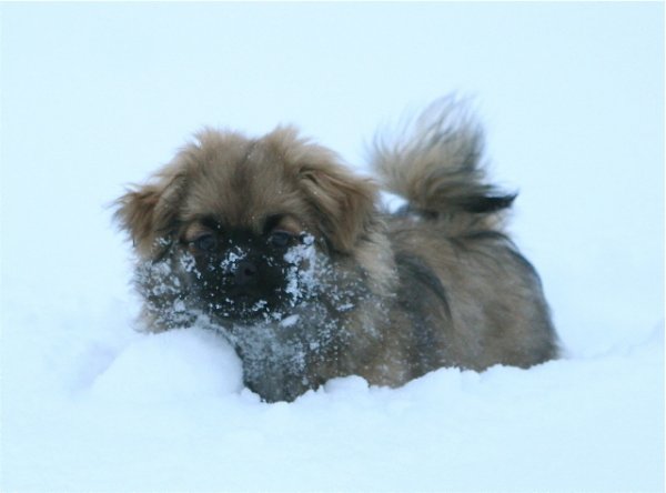 Ronja i snö Ronja i snö