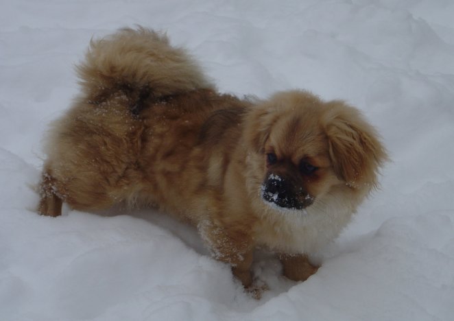 28 jan -10 Nalle i snö 28 jan -10 Nalle i snö