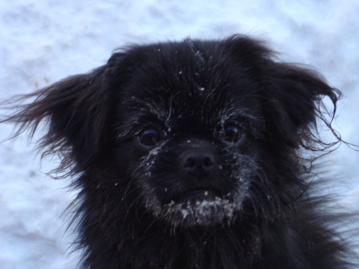 Bessie porträtt med rimfrost Bessie porträtt med rimfrost