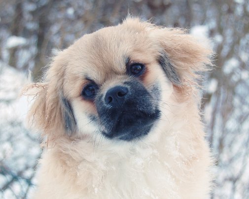 milo 6.5 mån milo 6.5 mån