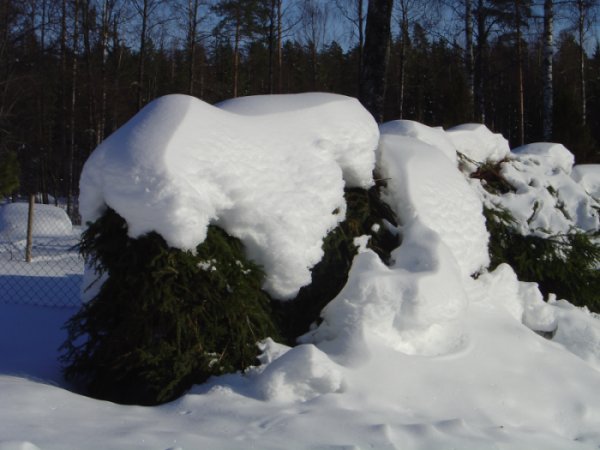 Granhäcken,snötäckt Granhäcken,snötäckt