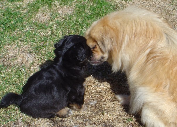 Enzo 6 v 4
