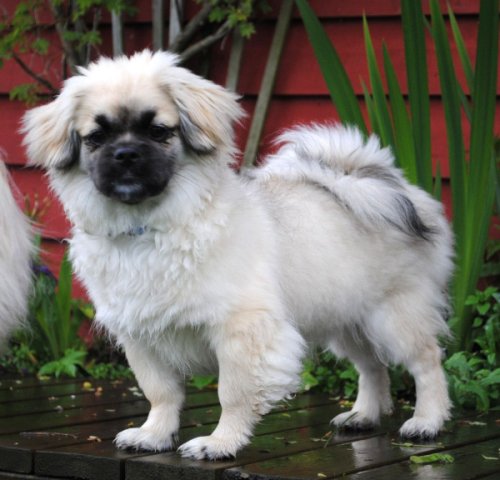 Eos son Toby, 5,5 mån.jpg Eos son Toby, 5,5 mån.jpg