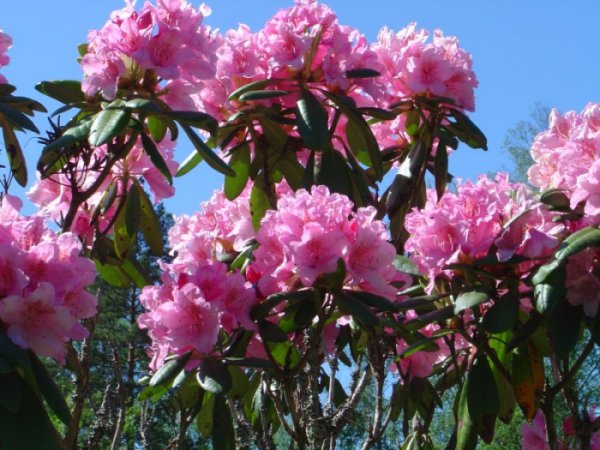 Rhododendron med laven