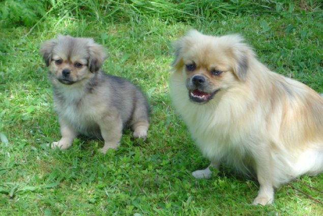 Tootsie med mor Enya Tootsie med mor Enya
