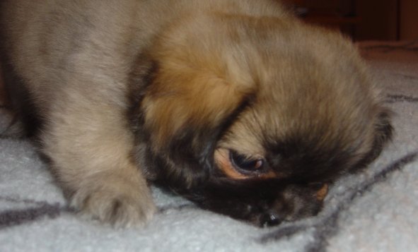 Hulda blyg