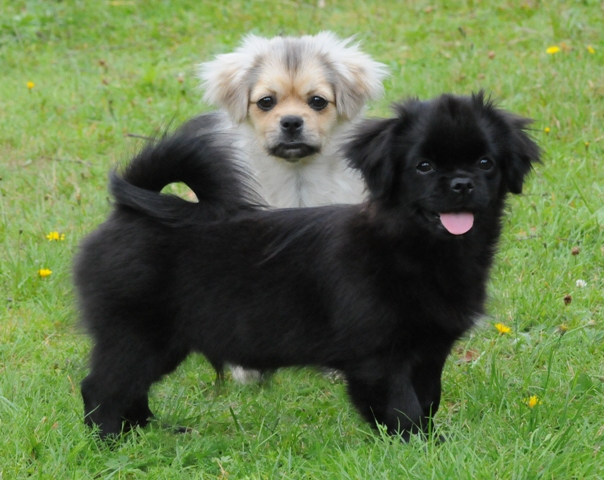 Kecke och Tootsie