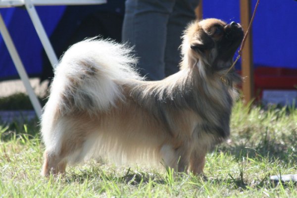 Ronja cert Gotland