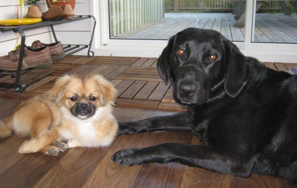 Phoebe och Elaine sept. 2010 Phoebe och Elaine sept. 2010