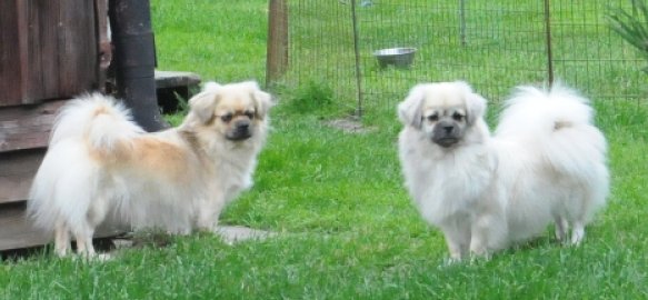 Molly och Tessa