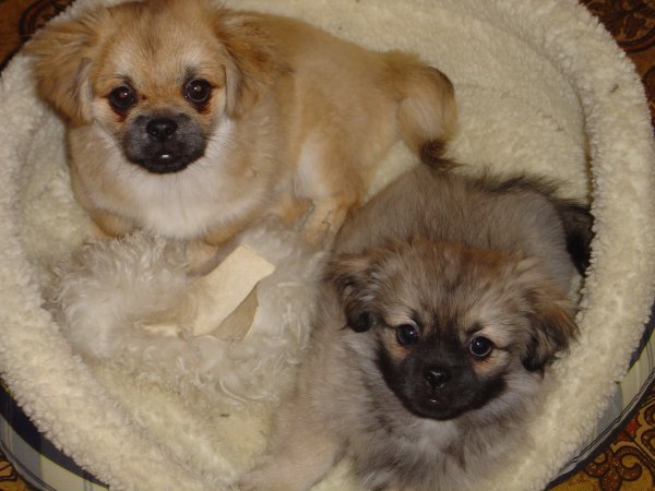 Benji o Hanna i korg