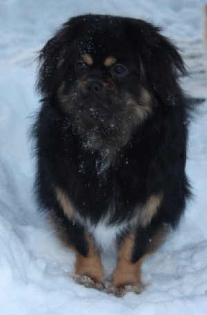 Enzo jul