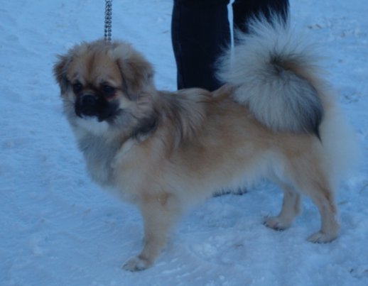 Moni vinter