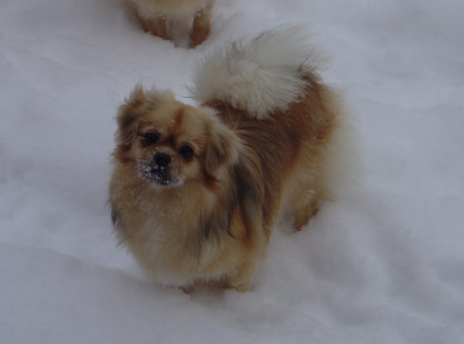 Tootsie dec