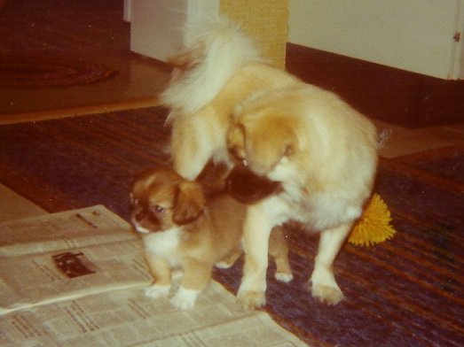 Tre gen. Sis o Linus Tre gen. Sis o Linus