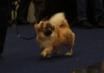 Hulda My Dog in action Hulda My Dog in action