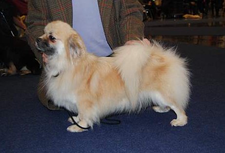 Monas sida My Dog.jpg Monas sida My Dog.jpg