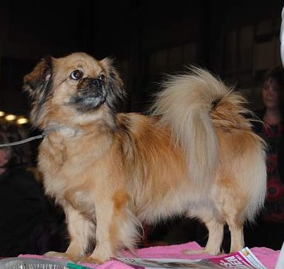 Ninna My Dog Ninna My Dog