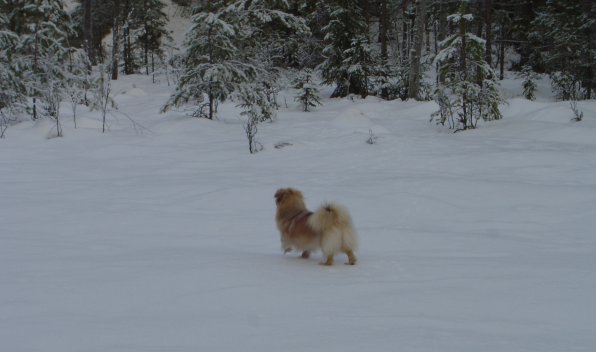 30 jan-11 Vad ser Ava