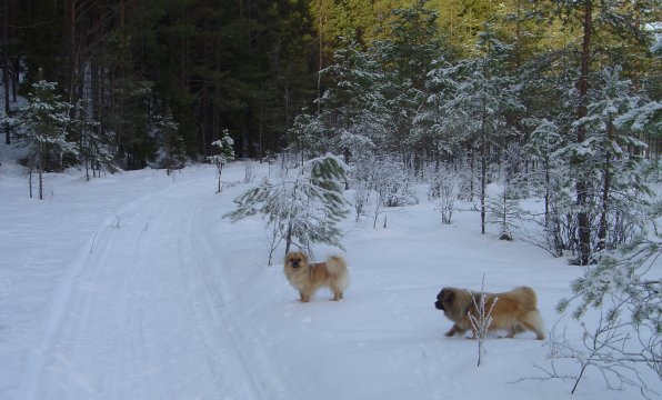 30 jan-11 i skoterspåret 30 jan-11 i skoterspåret