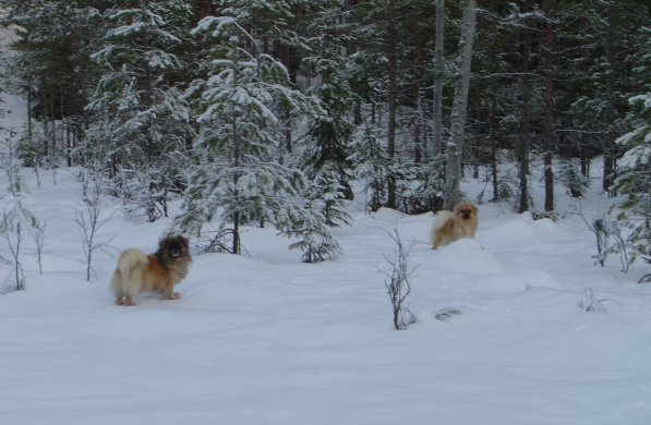 30 jan-11 på Ormtjärnsmyren 30 jan-11 på Ormtjärnsmyren