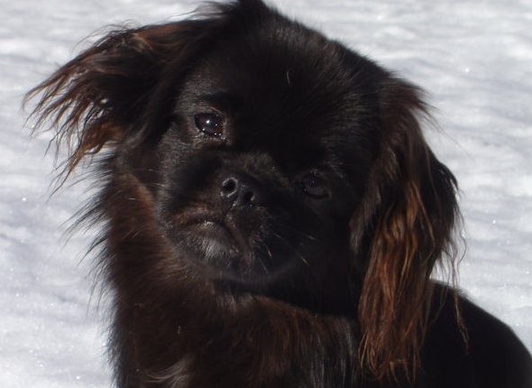 Bessie porträtt 2, 17 mars -09 Bessie porträtt 2, 17 mars -09