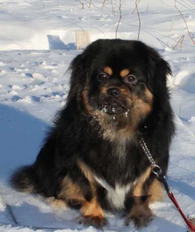 Enzo snart 1 år Enzo snart 1 år