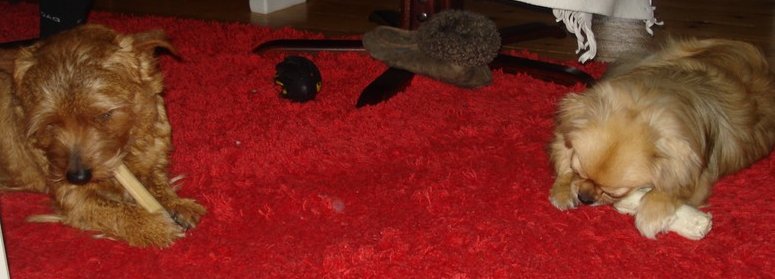 Tootsie med ny kompis Tootsie med ny kompis