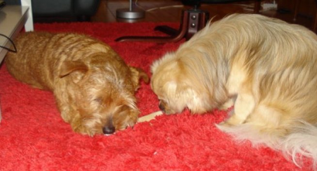 Tootsie med ny kompis 2 Tootsie med ny kompis 2