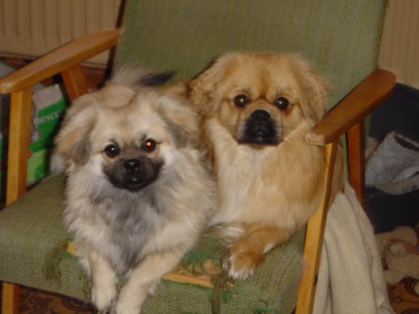 Benji o Nalle i fåtöljen Benji o Nalle i fåtöljen