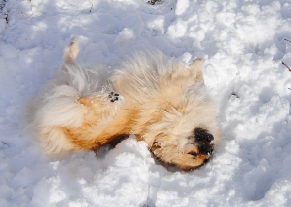 Eos på rygg i snö.jpg Eos på rygg i snö.jpg