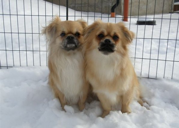 Ruby o douglas i snö Ruby o douglas i snö
