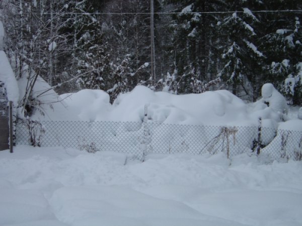Snö 7jan-11 Snö 7jan-11