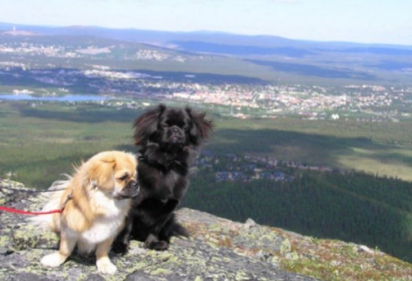 Hanna o Lakritz på fjäll Hanna o Lakritz på fjäll