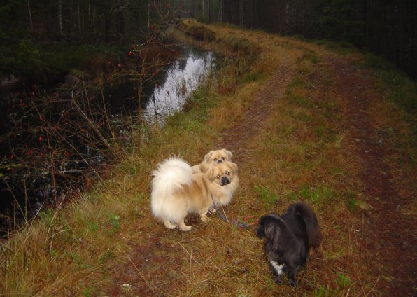 Dammsjökanalen på tur Dammsjökanalen på tur
