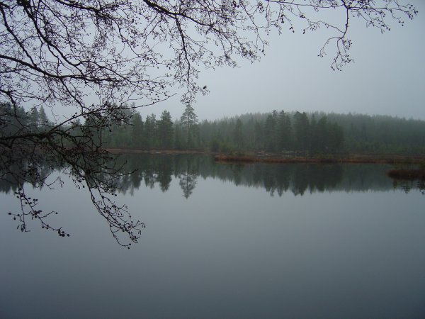 Dammsjön i novemberdis Dammsjön i novemberdis